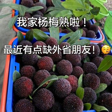 石屏杨梅东魁