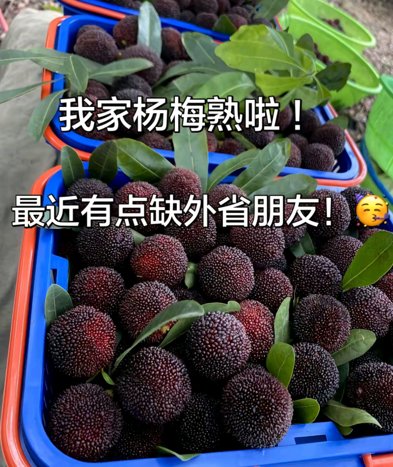 石屏杨梅东魁