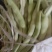 大量口感西红柿芸豆刚刚大量上量