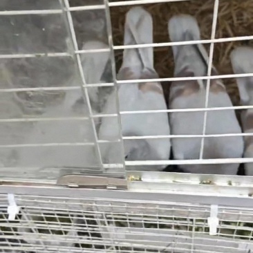 家养鸽子，健康活泼、抵抗力强、性格温顺、好养活～