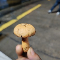黄重阳菌雁窝菌