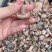 乌菌子雁窝菌重阳菌