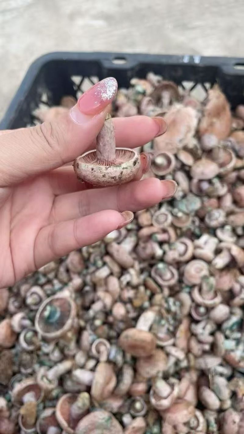 乌菌子雁窝菌重阳菌