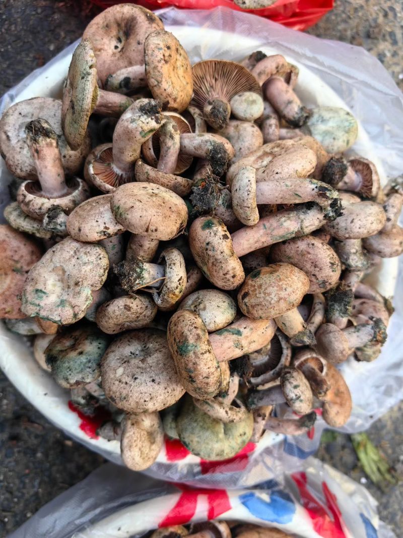 乌菌子雁窝菌重阳菌