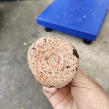 乌菌子雁窝菌重阳菌