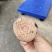 乌菌子雁窝菌重阳菌