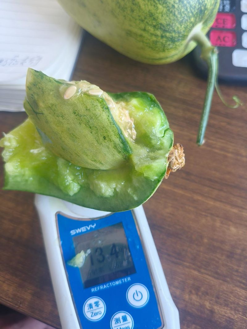 星田二零羊角蜜博洋九供应中货源充足熟度保证。