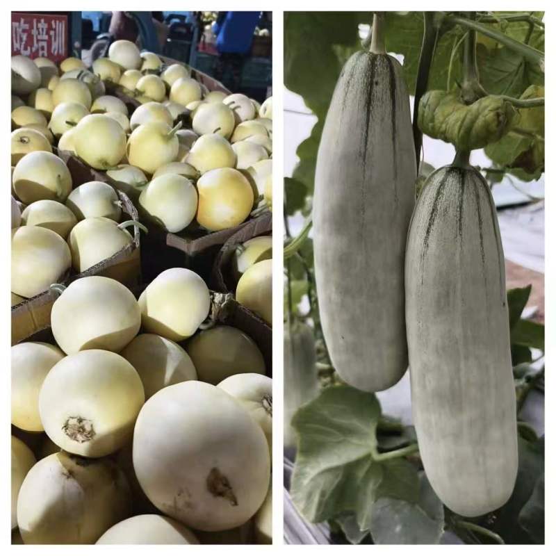 星田二零羊角蜜博洋九供应中货源充足熟度保证。