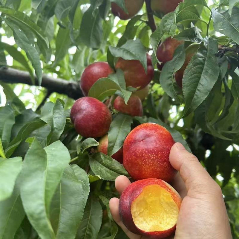 精选优质黄肉油桃，大量上市欢迎各地客商前来咨询选购