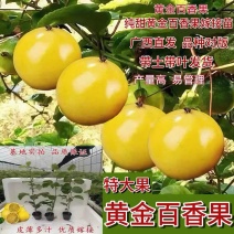 纯甜9号黄金百香果树苗嫁接苗四季爬藤庭院阳台盆栽结果