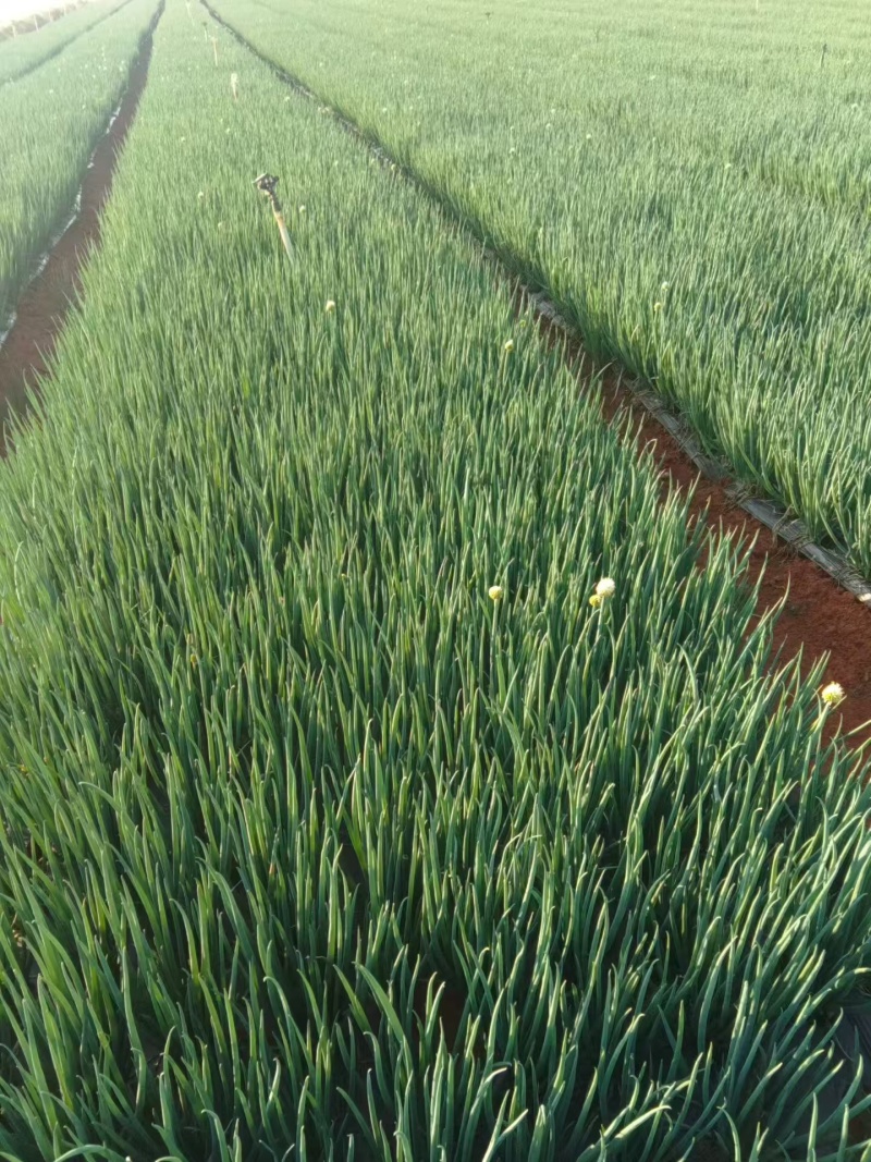 全年供应精品小香葱
