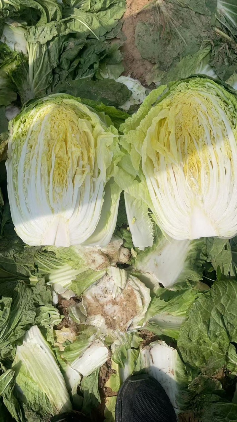 内黄县春季黄心大白菜，产地直发，大量现货质量保证