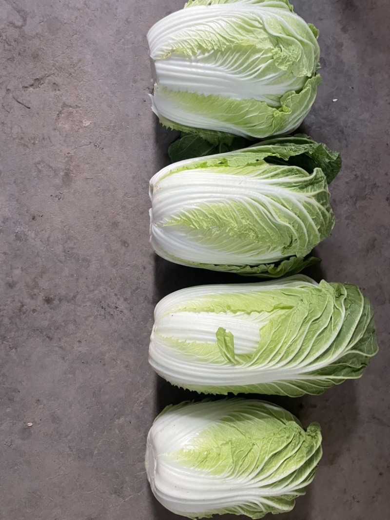 内黄县春季黄心大白菜，产地直发，大量现货质量保证