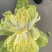 内黄县春季黄心大白菜，产地直发，大量现货质量保证
