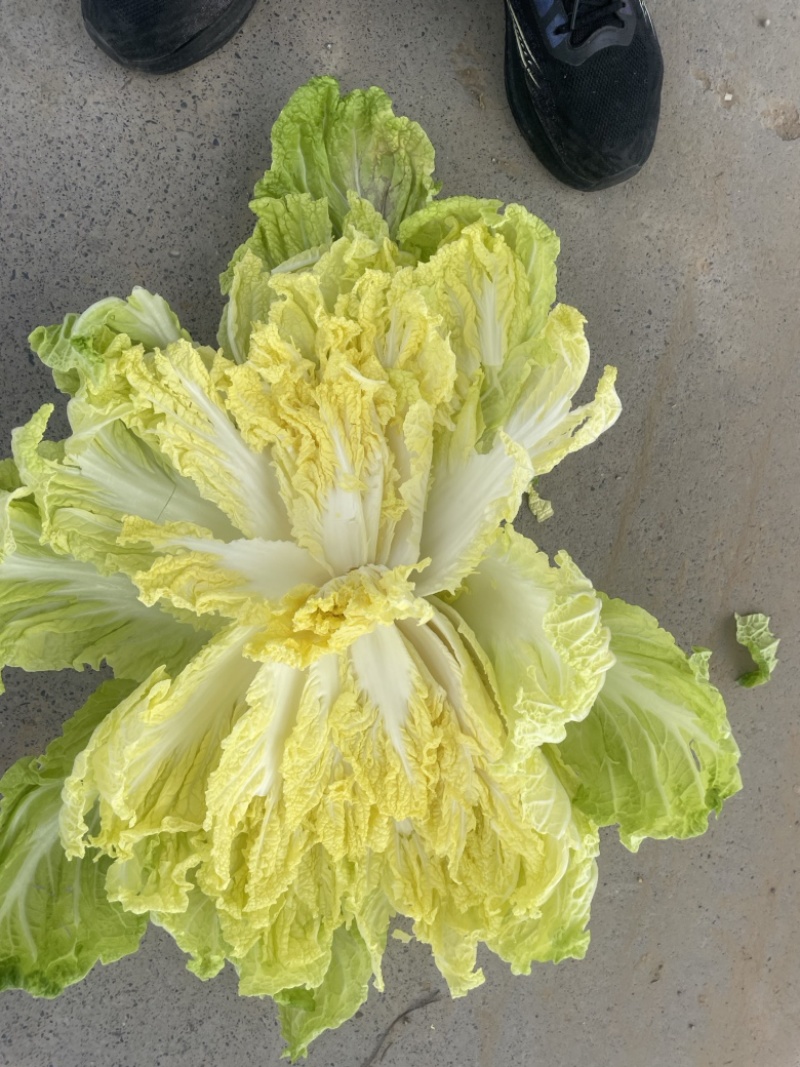 内黄县春季黄心大白菜，产地直发，大量现货质量保证