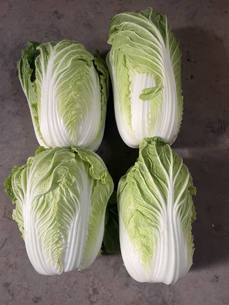 内黄县春季黄心大白菜，产地直发，大量现货质量保证