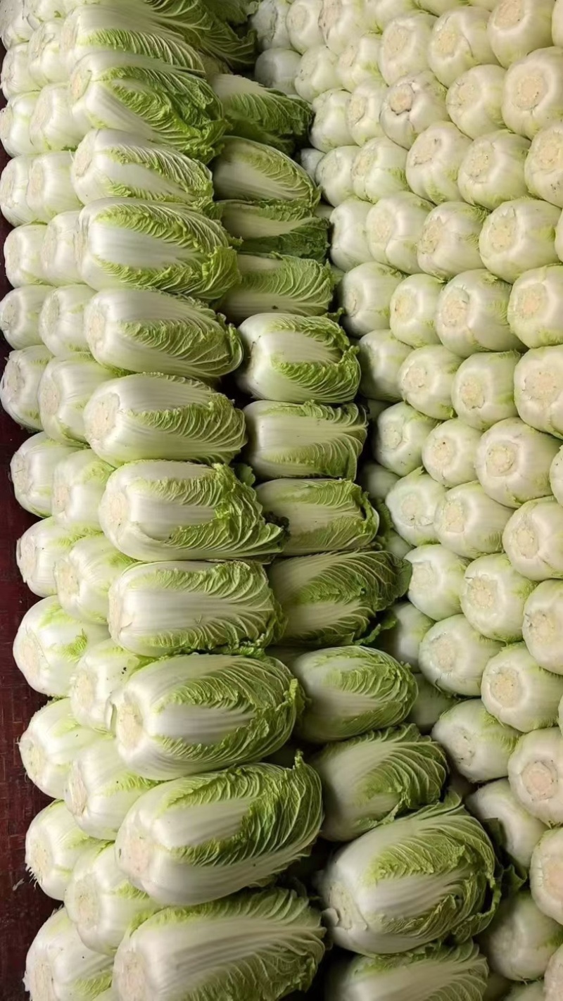 陆地黄心大白菜