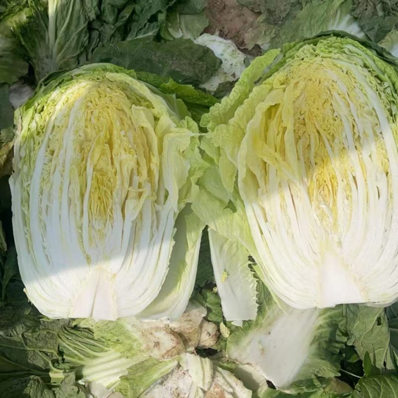 内黄县春季黄心大白菜，产地直发，大量现货质量保证