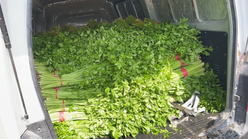 大量出售芹菜，量大货拉拉配送