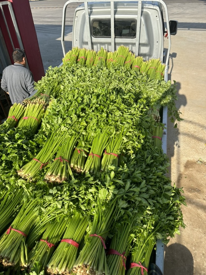 大量出售芹菜，量大货拉拉配送