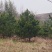 甘肃云杉种植基地供应全国品种优良成活率高免费指导