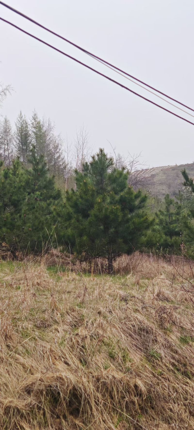 甘肃云杉种植基地供应全国品种优良成活率高免费指导