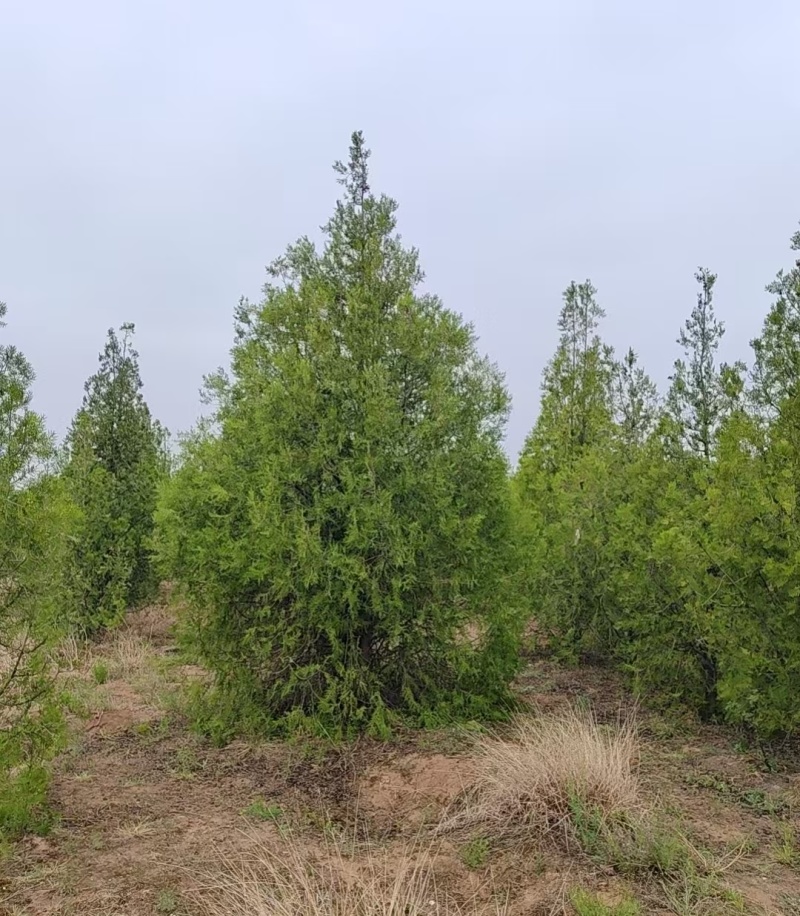 甘肃云杉种植基地供应全国品种优良成活率高免费指导