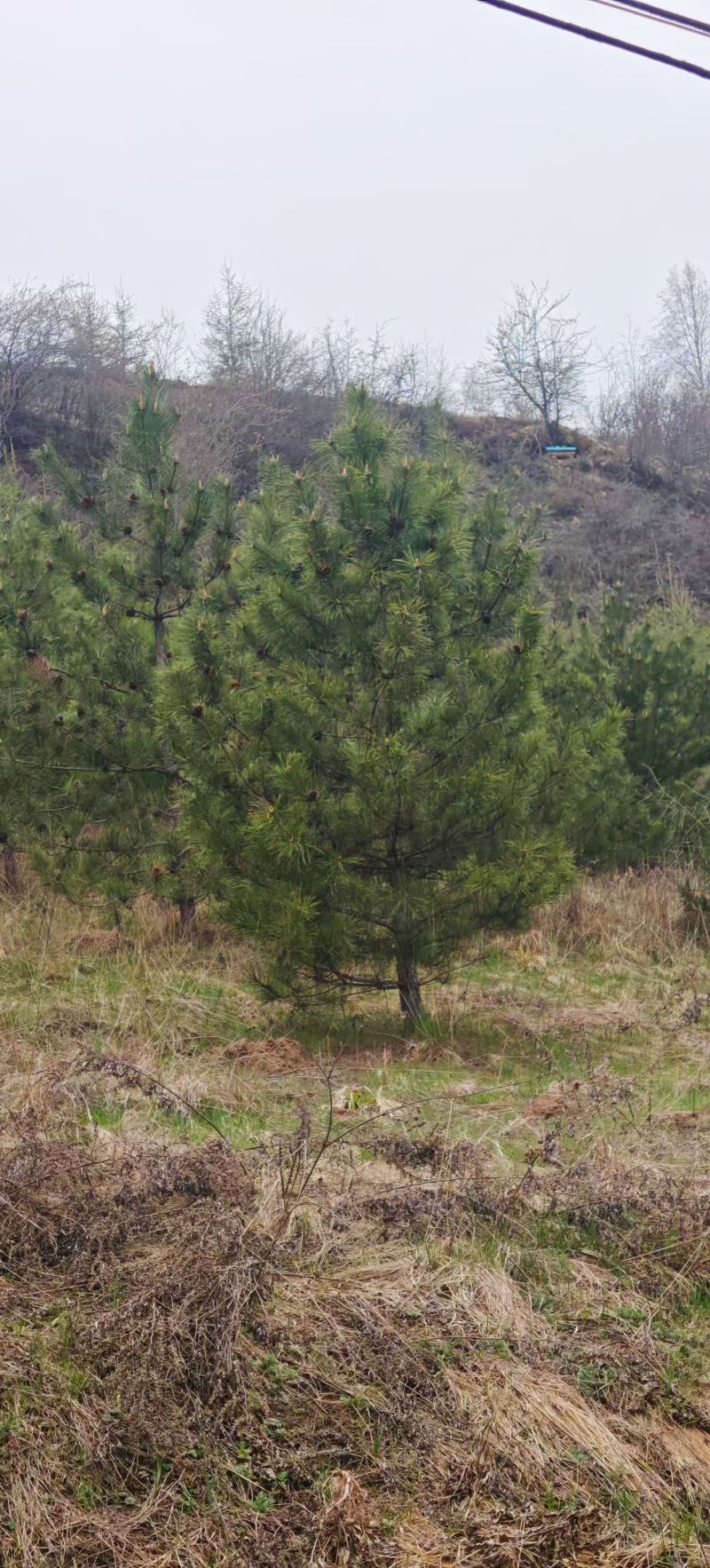 甘肃云杉种植基地供应全国品种优良成活率高免费指导