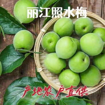 丽江照水梅高原鲜果果大肉厚产地农户直供泡酒专用青梅