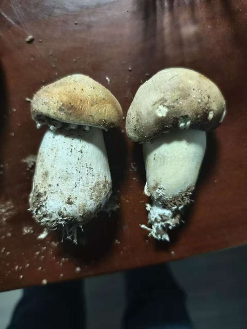 河北赤松茸，加工货