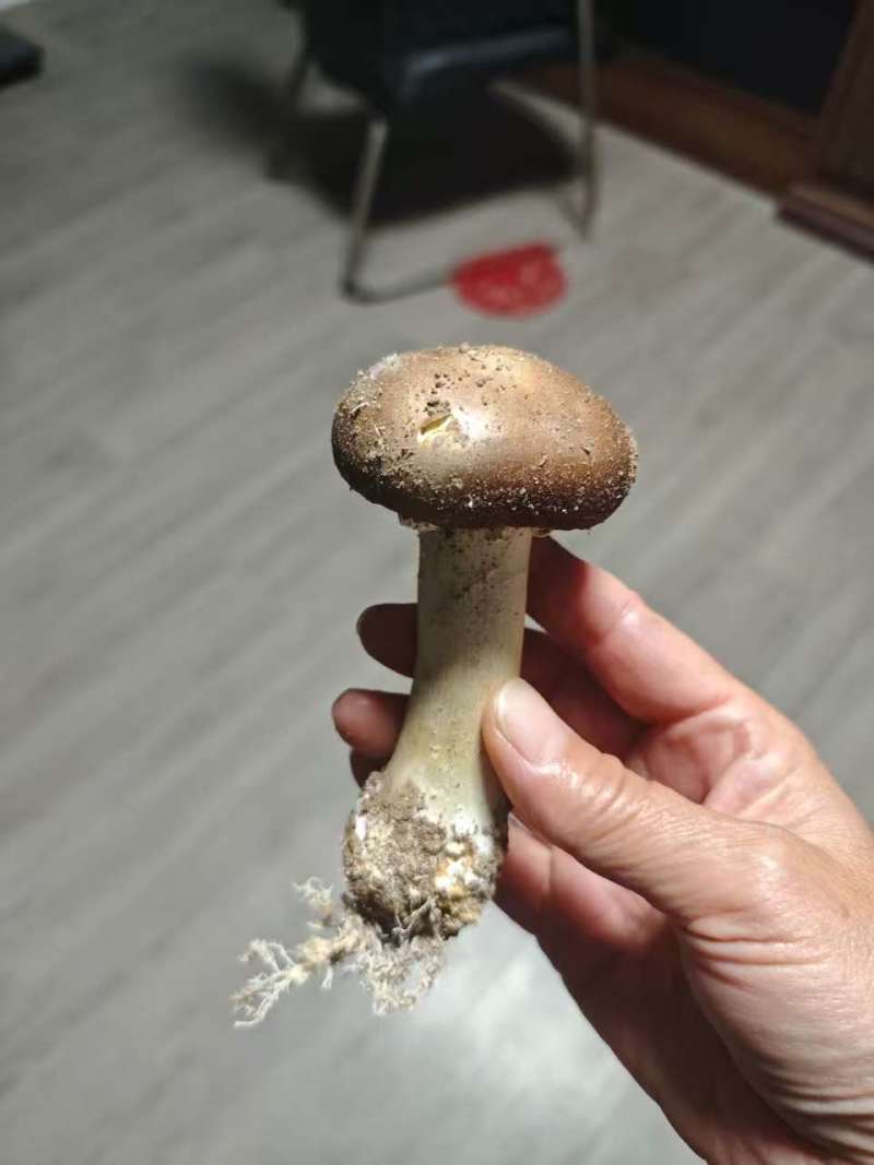 河北赤松茸，加工货