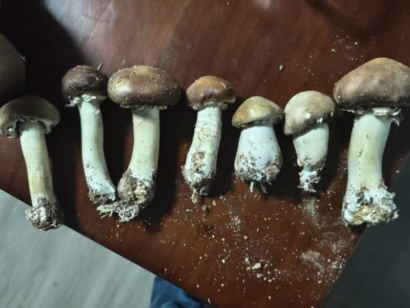 河北赤松茸，加工货