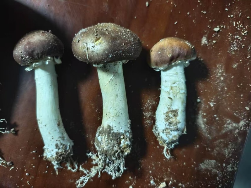 河北赤松茸，加工货