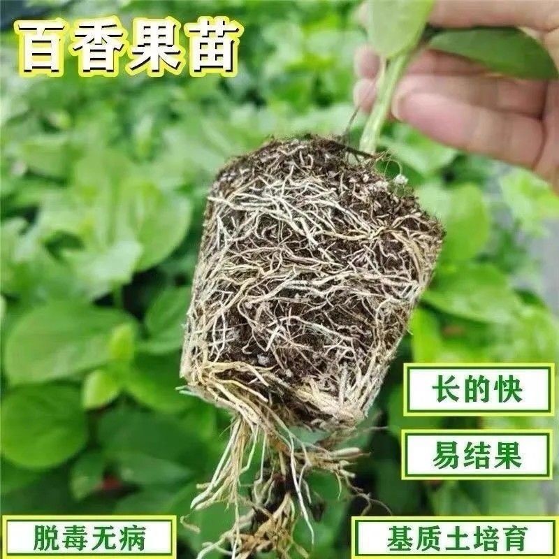 正品纯甜9号黄金百香果树苗嫁接苗爬藤超大超甜果庭院阳台地