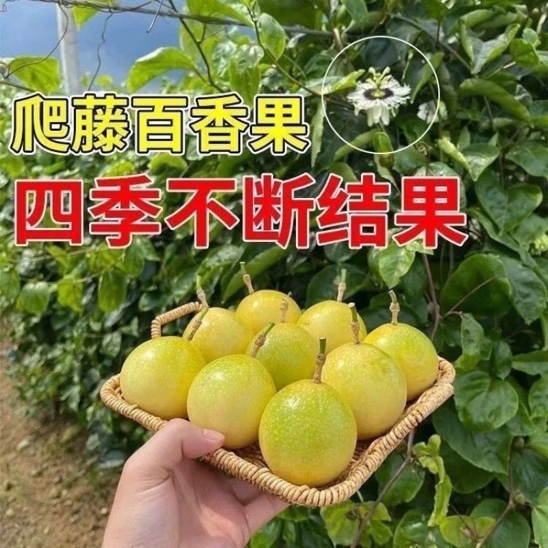 正品纯甜9号黄金百香果树苗嫁接苗爬藤超大超甜果庭院阳台地