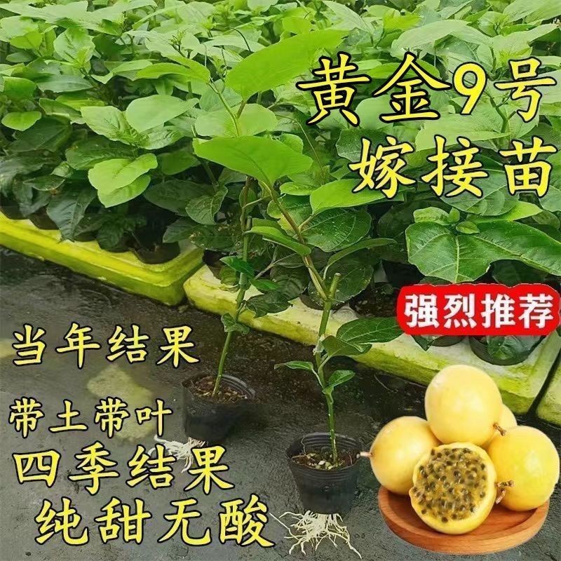 正品纯甜9号黄金百香果树苗嫁接苗爬藤超大超甜果庭院阳台地