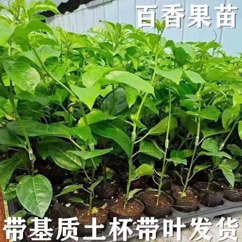 正品纯甜9号黄金百香果树苗嫁接苗爬藤超大超甜果庭院阳台地