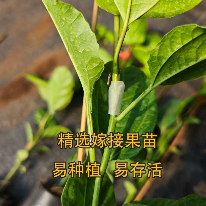 正品纯甜9号黄金百香果树苗嫁接苗爬藤超大超甜果庭院阳台地