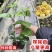 正品纯甜9号黄金百香果树苗嫁接苗爬藤超大超甜果庭院阳台地