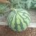 8424西瓜🍉