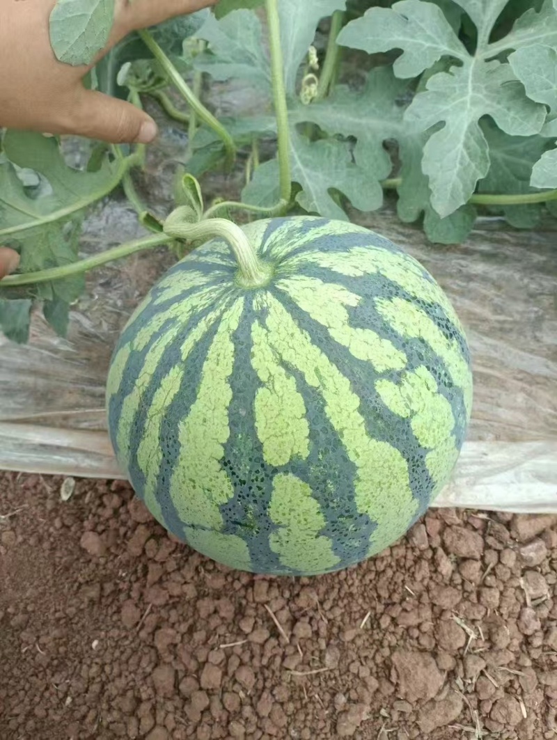 8424西瓜🍉