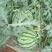 8424西瓜🍉