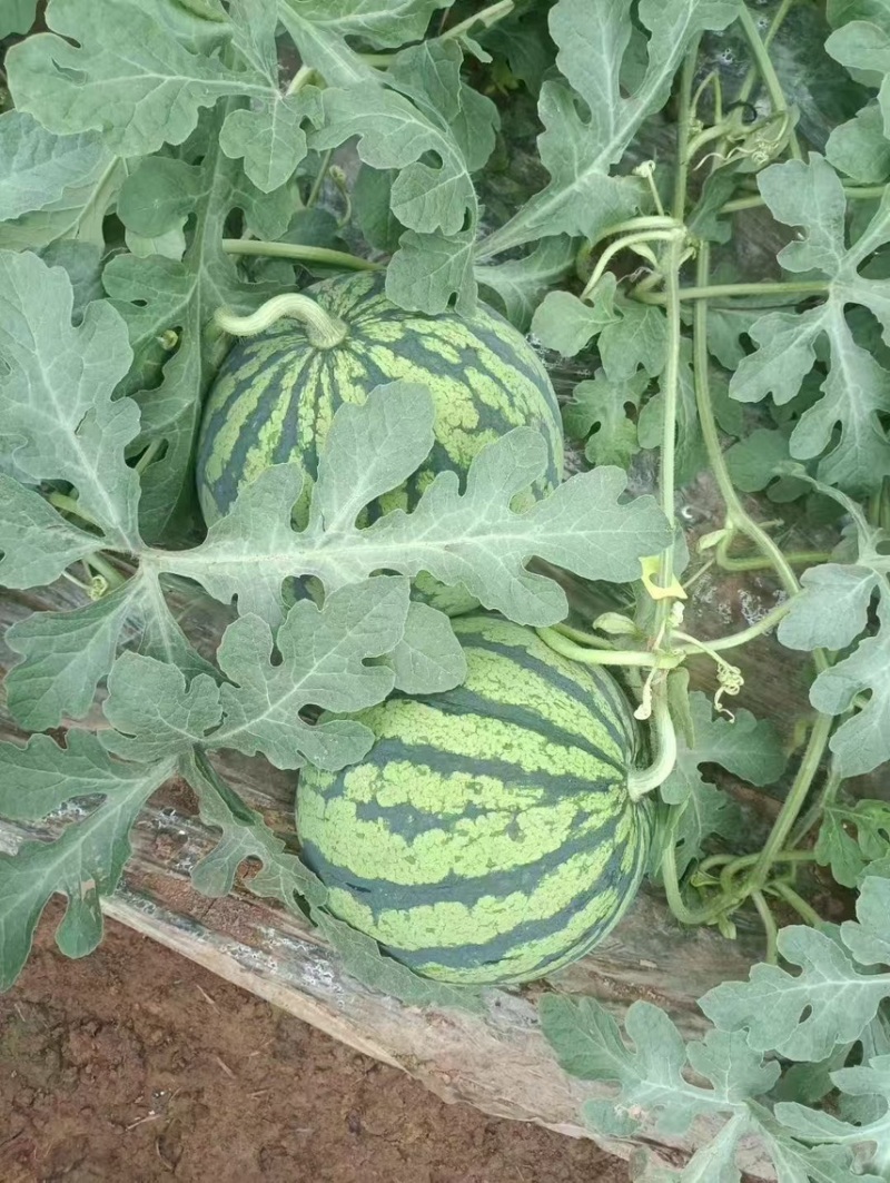 8424西瓜🍉