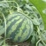 8424西瓜🍉
