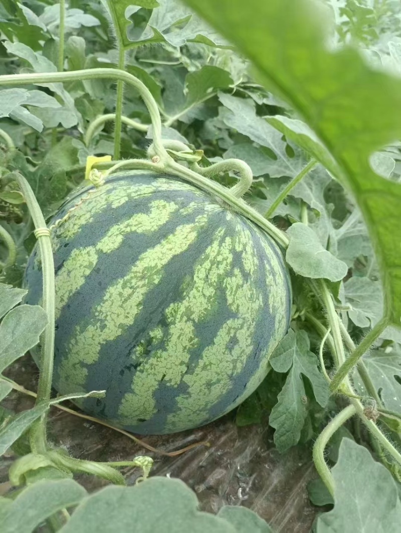 8424西瓜🍉