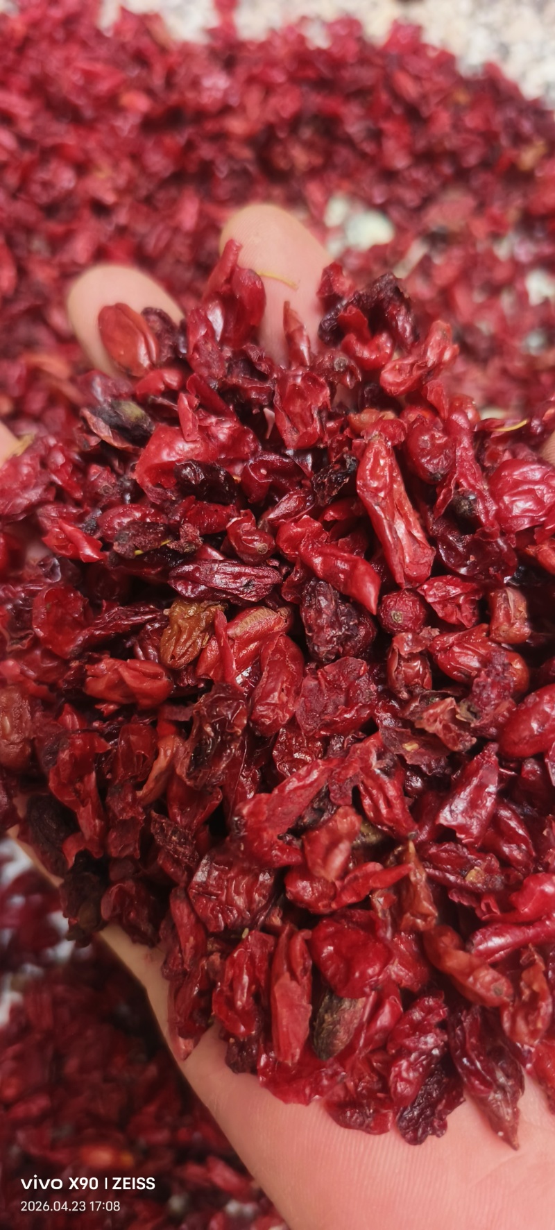 河南山茱萸产地批发