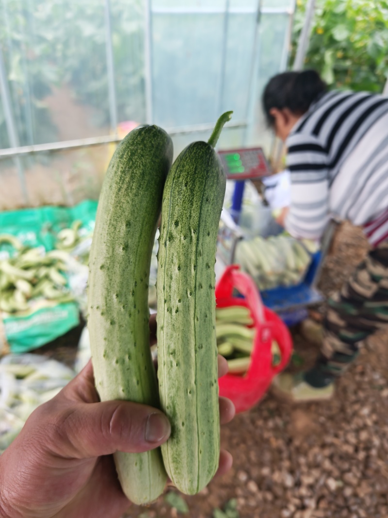 湖南本地水果黄瓜水果旱黄瓜小黄瓜脆不苦小黄瓜大棚露天