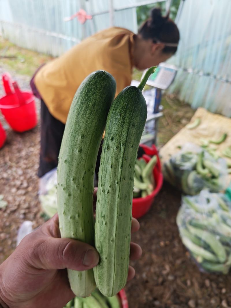湖南本地水果黄瓜水果旱黄瓜小黄瓜脆不苦小黄瓜大棚露天
