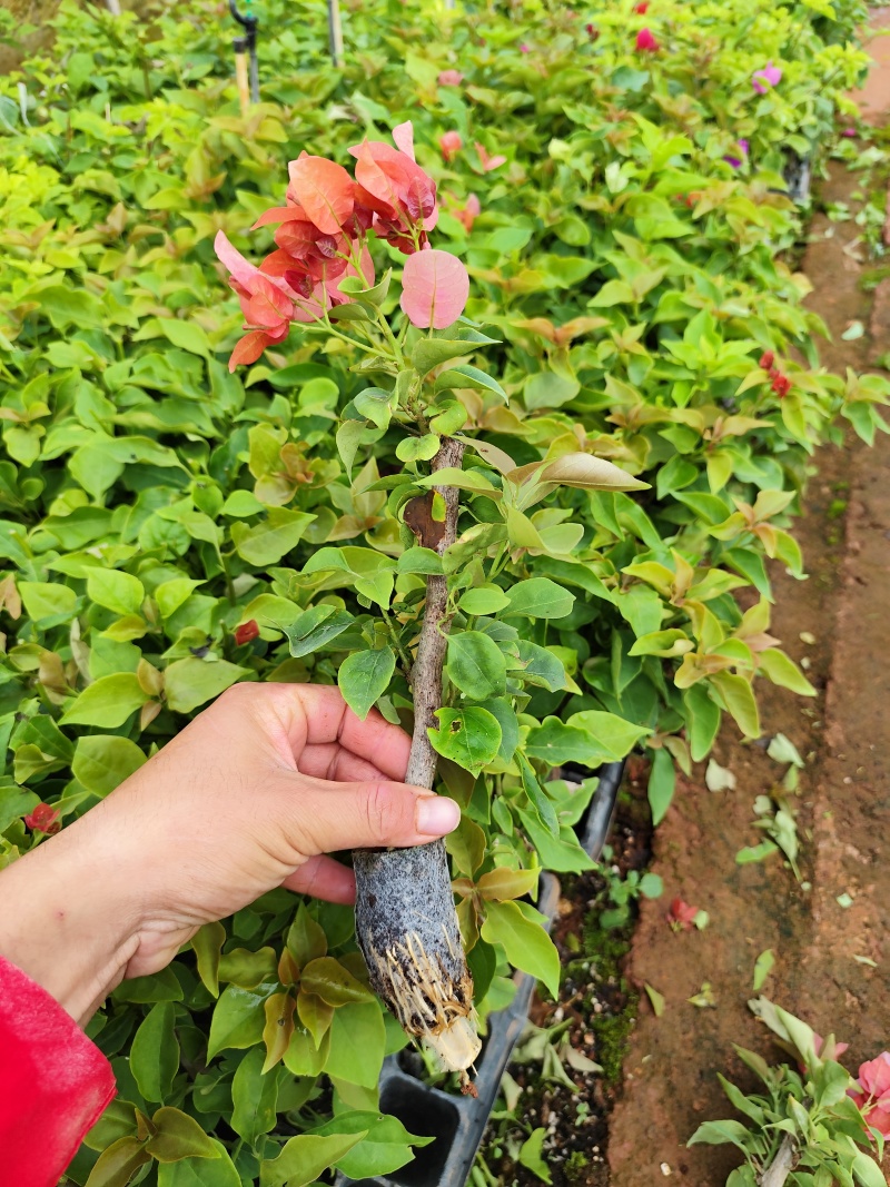 不甜西瓜三角梅粗杆三角梅袋苗带土球发货盆栽苗绿化爬藤
