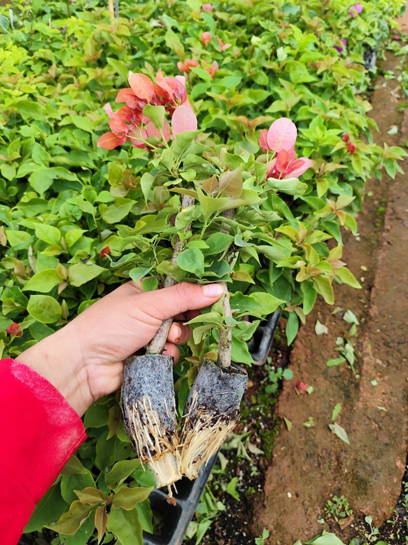 不甜西瓜三角梅粗杆三角梅袋苗带土球发货盆栽苗绿化爬藤